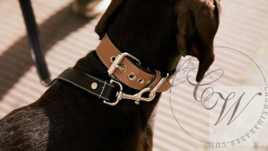 Hunter Premium Dog Collar: The Best Choice for Style and Durability