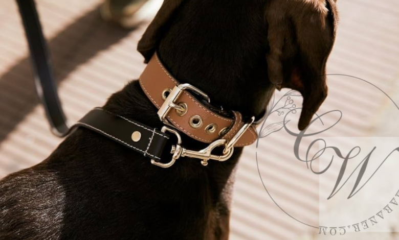 Hunter Premium Dog Collar: The Best Choice for Style and Durability