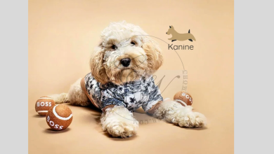 Elevate Your Pet’s Style with Kanine Designer Pet Accessories