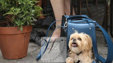 Why Choose a Shaya Luxury Pet Carrier for Your Stylish Travels with Your Pet