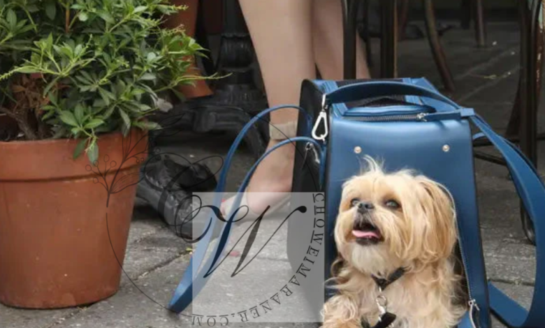 Why Choose a Shaya Luxury Pet Carrier for Your Stylish Travels with Your Pet